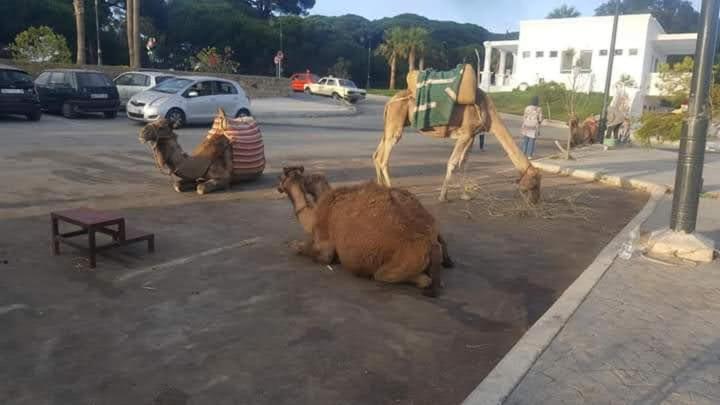 L'ombre Tangier